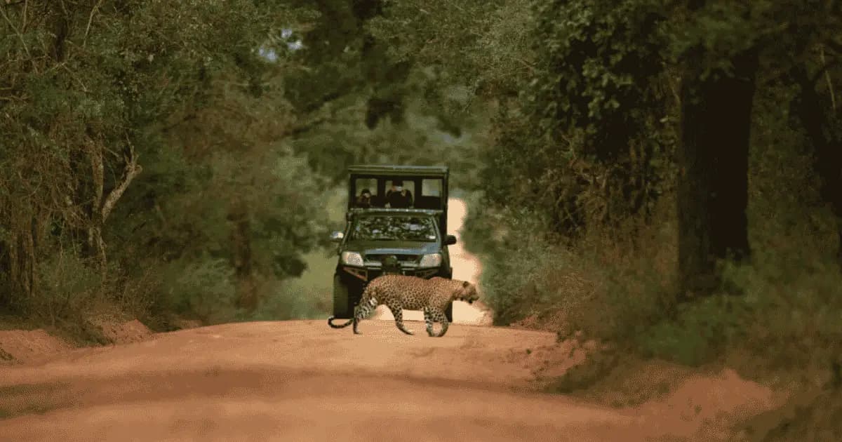 Yala Travel Guide — Leopards, Safari Wilderness & Sri Lanka's Untamed South
