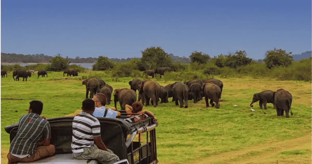 The Gathering — Asia's Largest Elephant Gathering at Minneriya, Sri Lanka