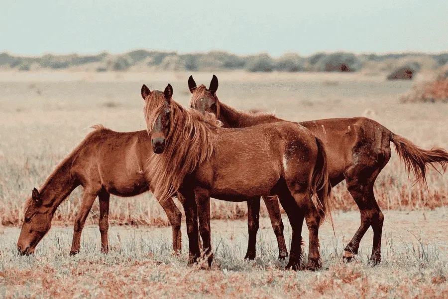 Delft Island wild horses Dutch ruins northern Sri Lanka