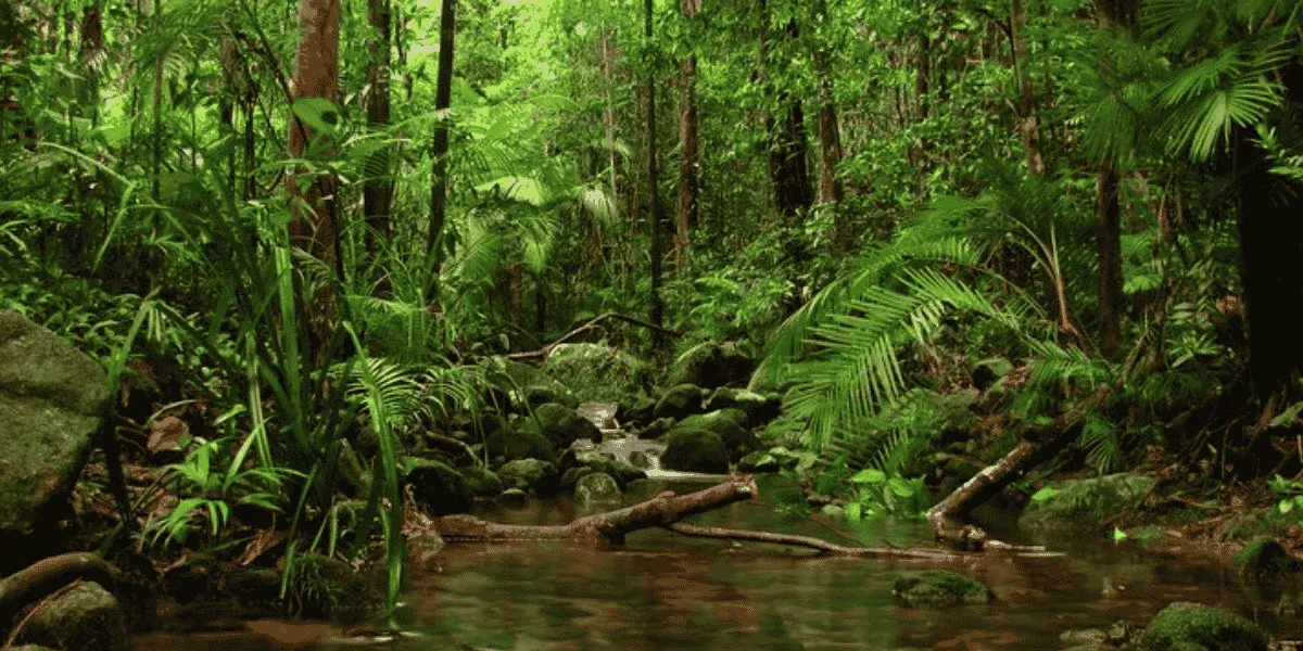 Sinharaja rainforest trails rivers and jungle canopy