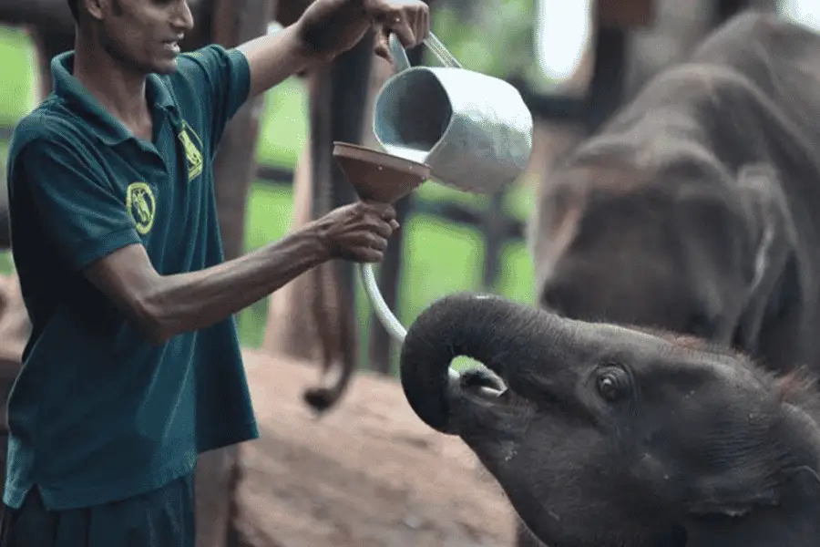 Elephant Transit Home Udawalawe — orphaned elephant calves being cared for before release into the wild in Sri Lanka
