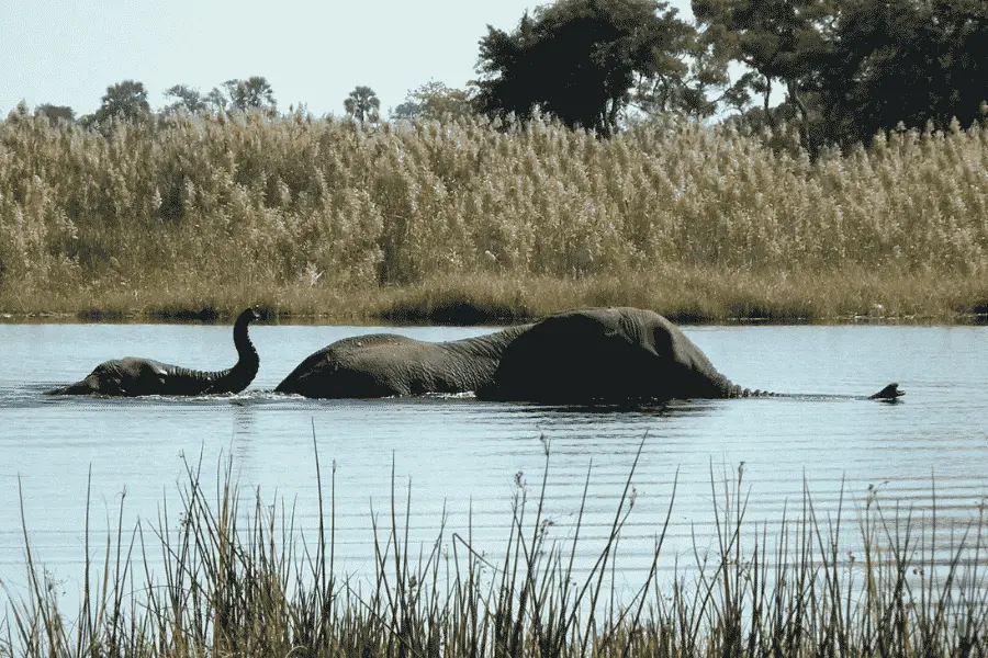 Wild elephants swimming between islands in Senanayake Samudraya reservoir at Gal Oya National Park, Sri Lanka