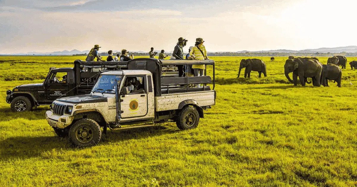 Wild elephants near Habarana, gateway to Minneriya National Park and Sri Lanka's Cultural Triangle safaris