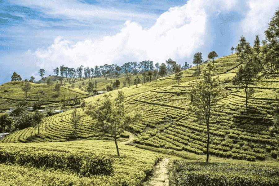 Lipton's Seat viewpoint overlooking tea plantations Haputale Sri Lanka