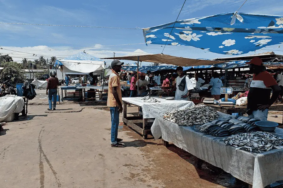 Negombo Fish Market — fishing boats and fresh catch at dawn on Sri Lanka's west coast