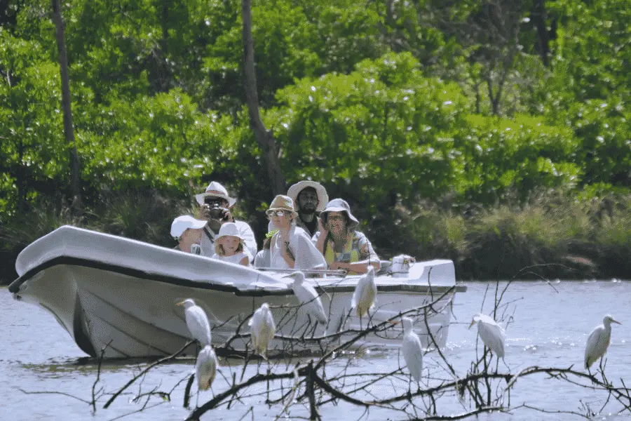 Negombo Lagoon — mangroves, fishing boats, and calm backwaters on Sri Lanka's west coast