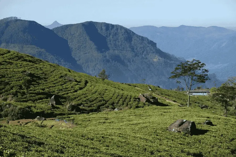 Nuwara Eliya tea plantations and Ceylon tea factory in Sri Lanka's hill country
