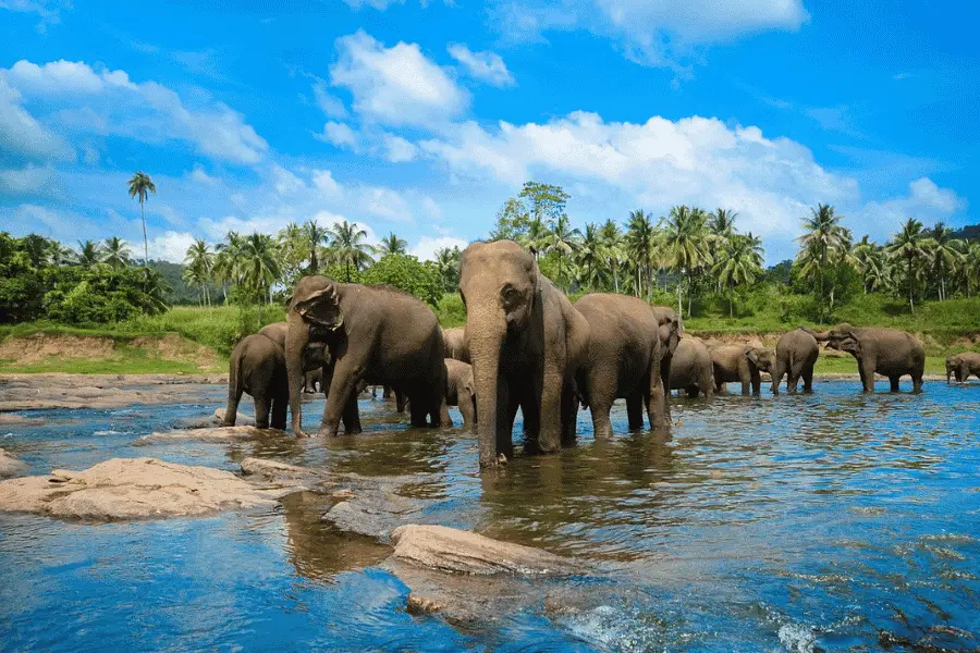 Elephants bathing in the Maha Oya river at Pinnawala Elephant Orphanage, Sri Lanka