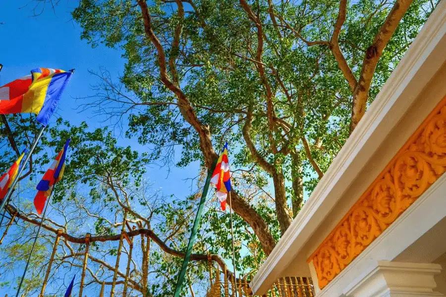 Sri Maha Bodhi sacred tree in Anuradhapura