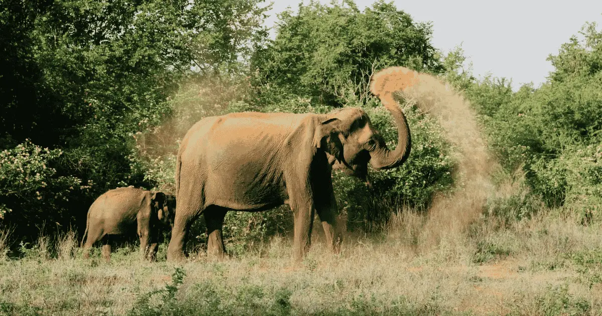 Udawalawe travel guide — wild elephants, open plains and Sri Lanka's southern safari wilderness