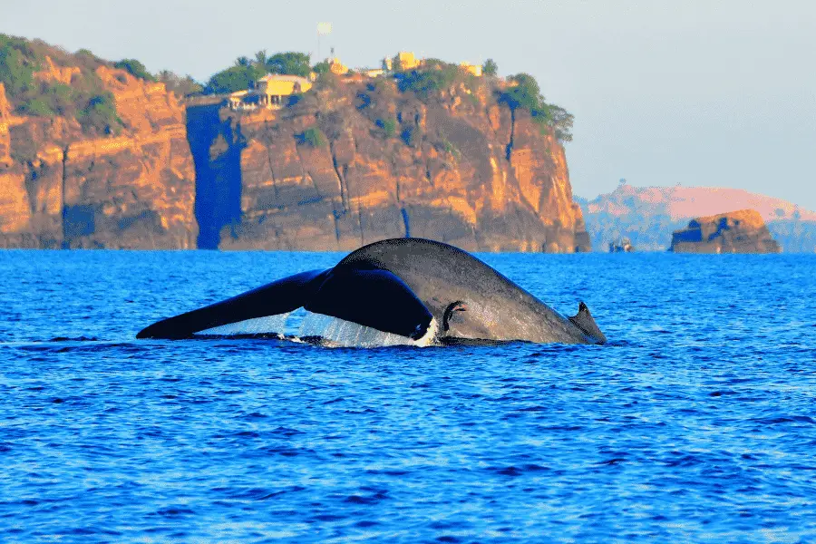 Whale watching in Trincomalee — blue whales and spinner dolphins in the Indian Ocean off Sri Lanka's east coast