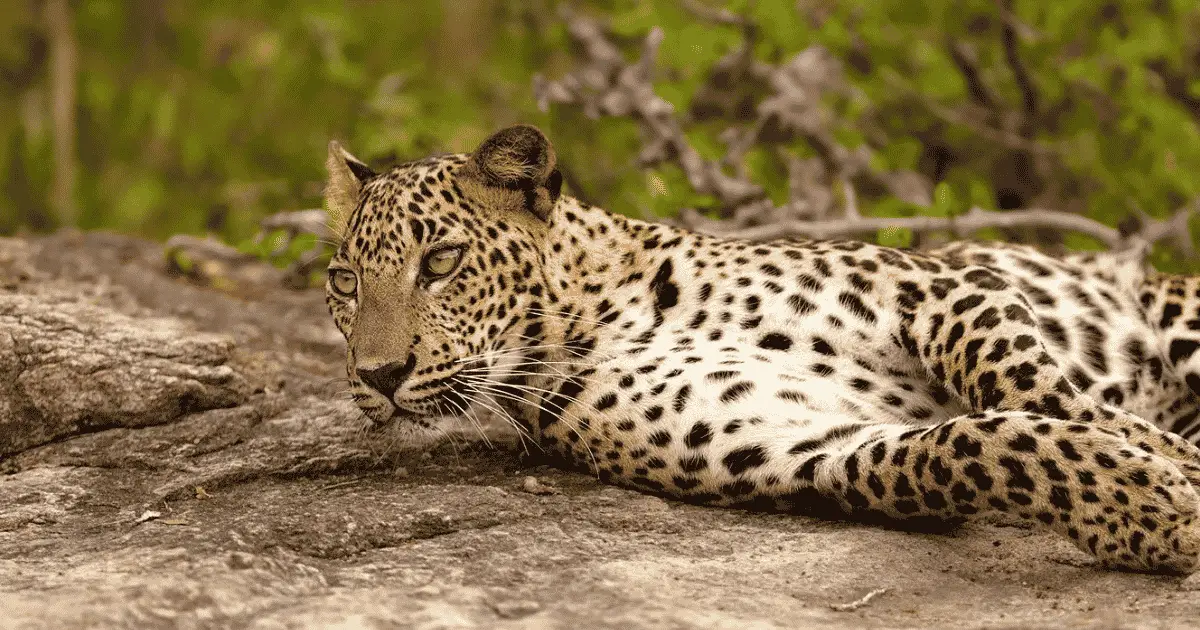 Wilpattu Kalpitiya travel guide — leopards, lagoons, kite surfing and Sri Lanka's quiet northwestern coast
