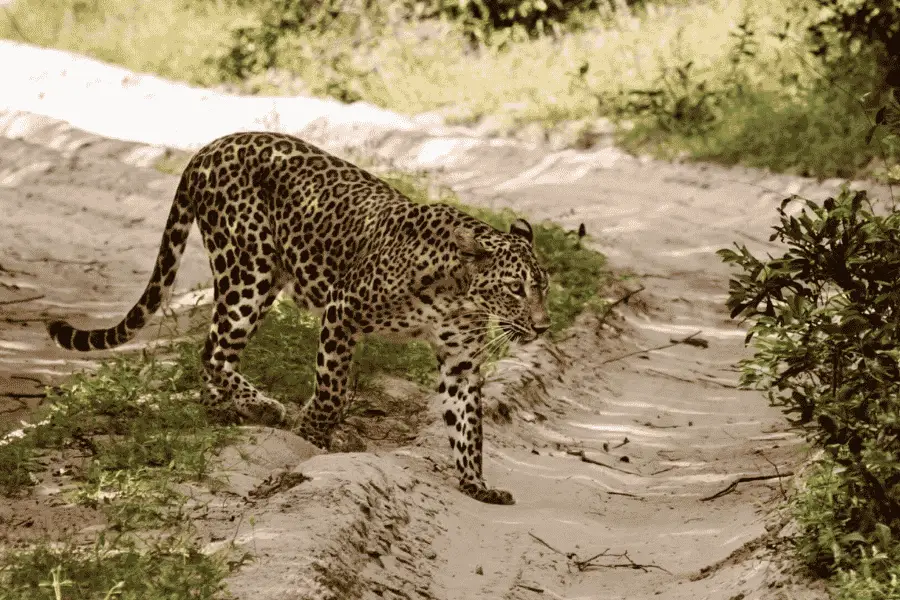 Wildlife at Wilpattu National Park in Sri Lanka — a quieter alternative to Yala for leopards and lake scenery