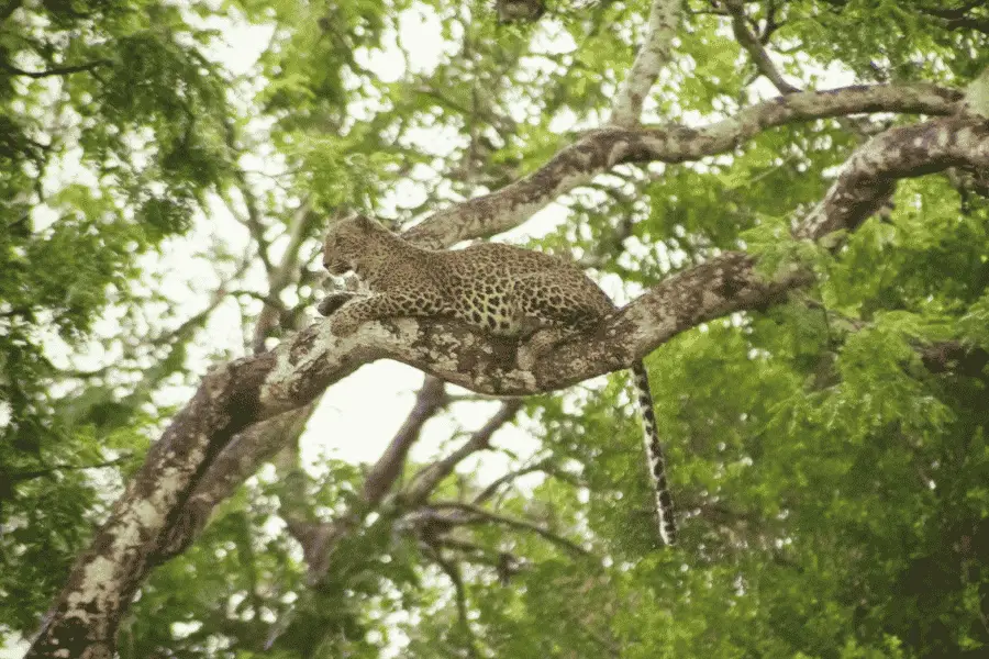 Yala National Park leopard — Sri Lanka leopard safari in dry-zone jungle among rocky outcrops