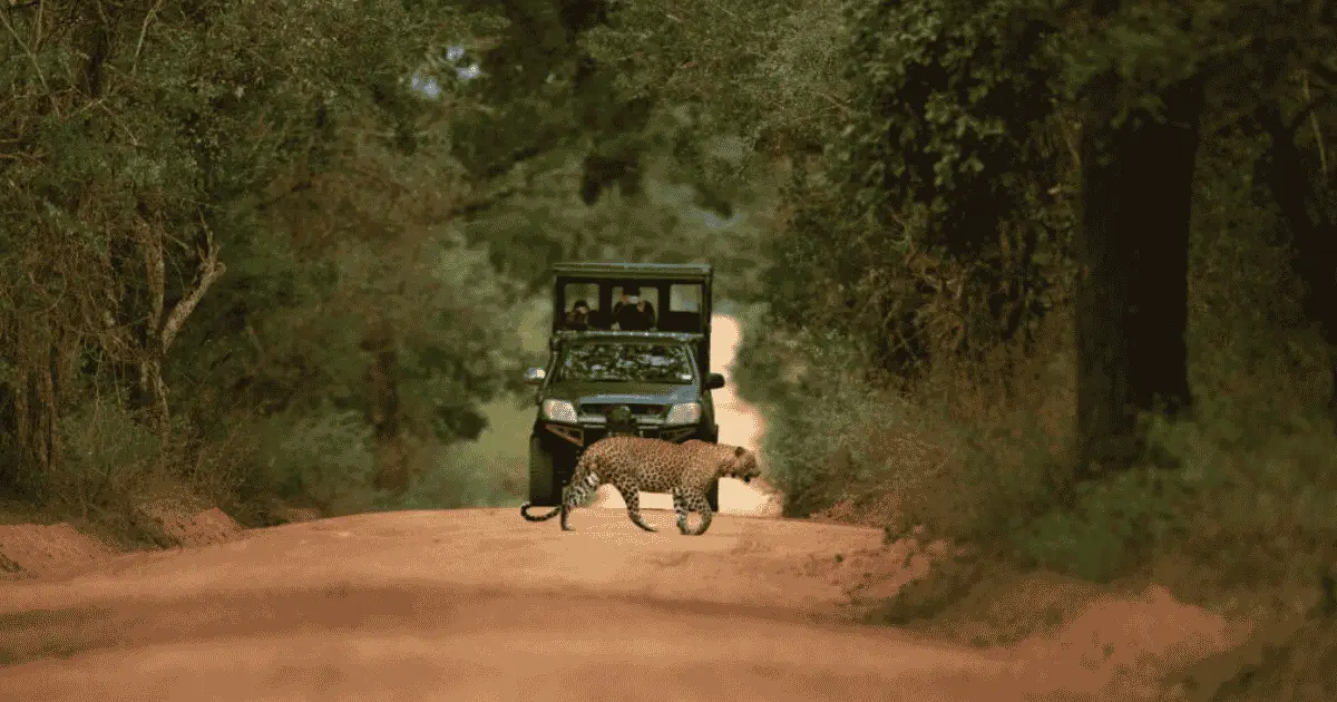 Yala Travel Guide — Leopards, Safari Wilderness & Sri Lanka's Untamed South