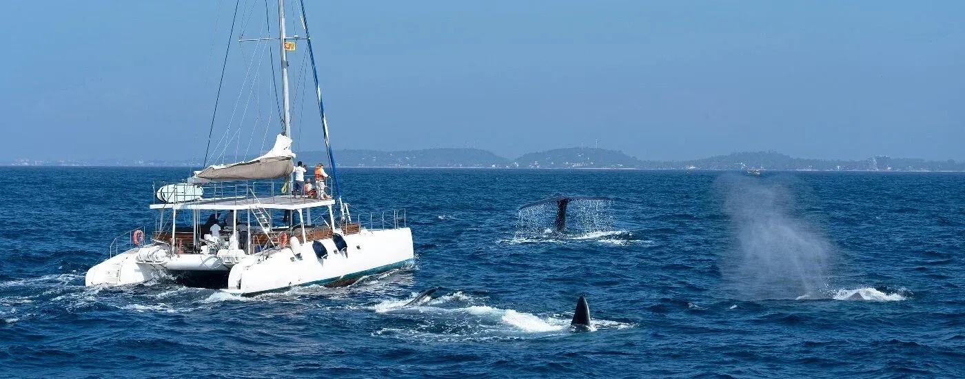 Blue Whale Season in Sri Lanka — One of the Best Places on Earth to See the Ocean's Largest Animal