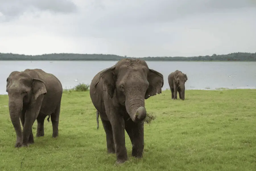 Kaudulla National Park — part of the connected elephant migration corridor alongside Minneriya and Hurulu in Sri Lanka's dry zone