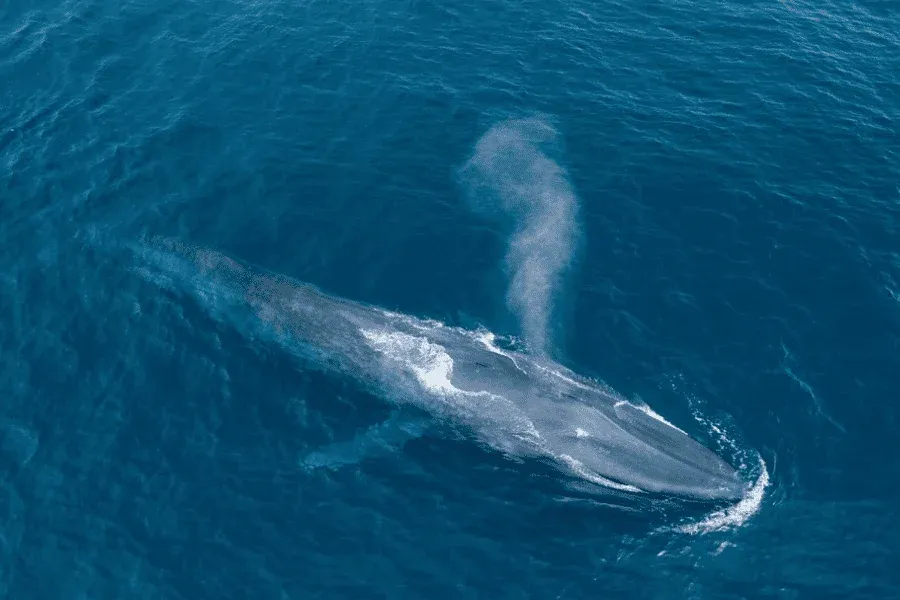 Blue whale tail disappearing beneath the Indian Ocean surface off Sri Lanka