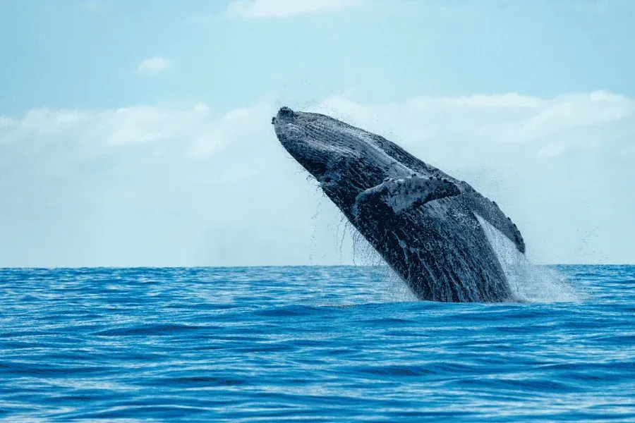 Blue whale surfacing in the Indian Ocean off Sri Lanka