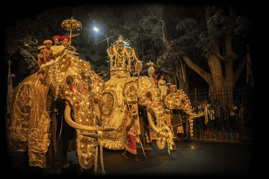 Ceremonial elephants in illuminated garments at Kandy Esala Perahera