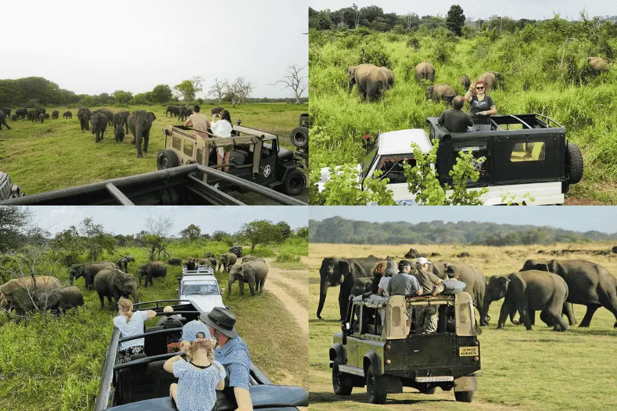 Minneriya safari experience — elephants grazing across open grasslands at golden hour as the sun sets over the reservoir