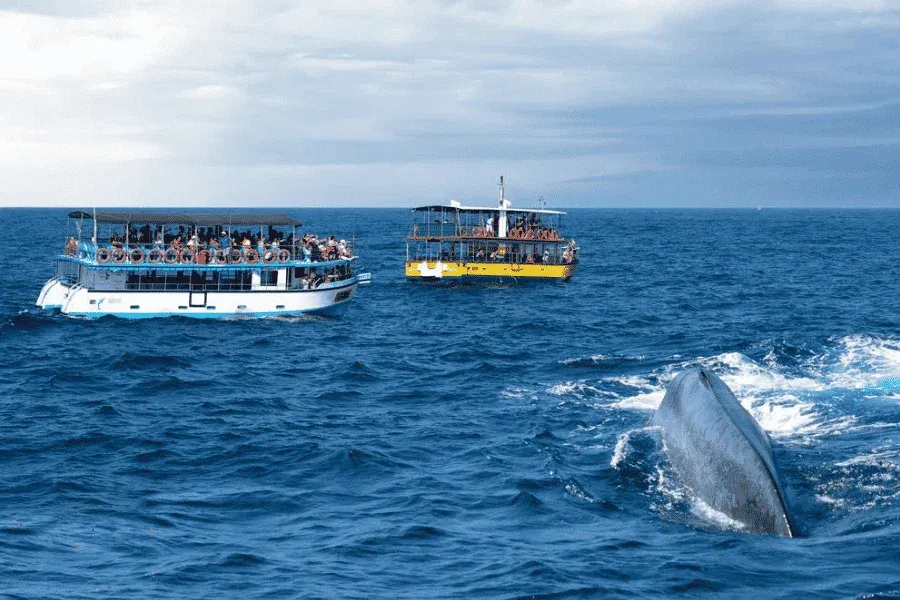 Whale watching boats leaving Mirissa harbor at sunrise, Sri Lanka