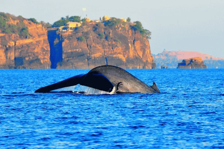 Whale watching excursion in Trincomalee, east coast Sri Lanka