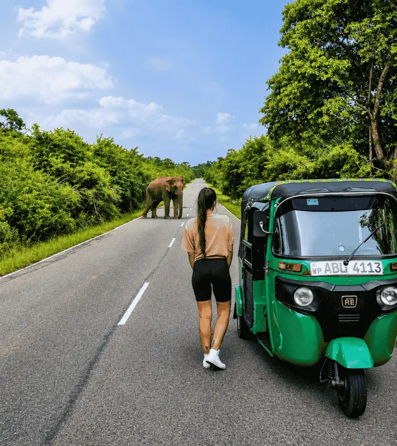 The B35 Elephant Road from Kataragama to Buttala — Sri Lanka's most famous wildlife road