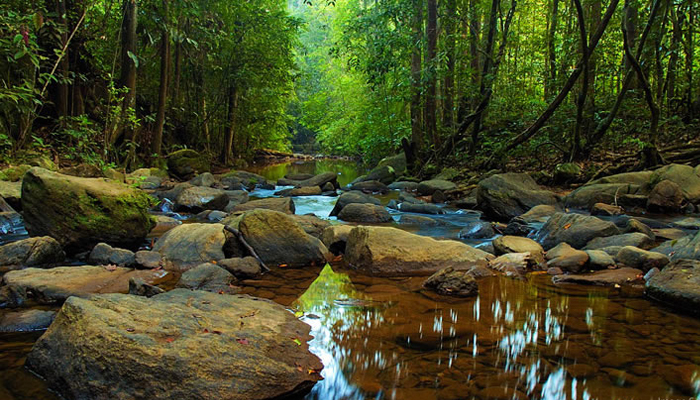 Sinharaja Rain forest